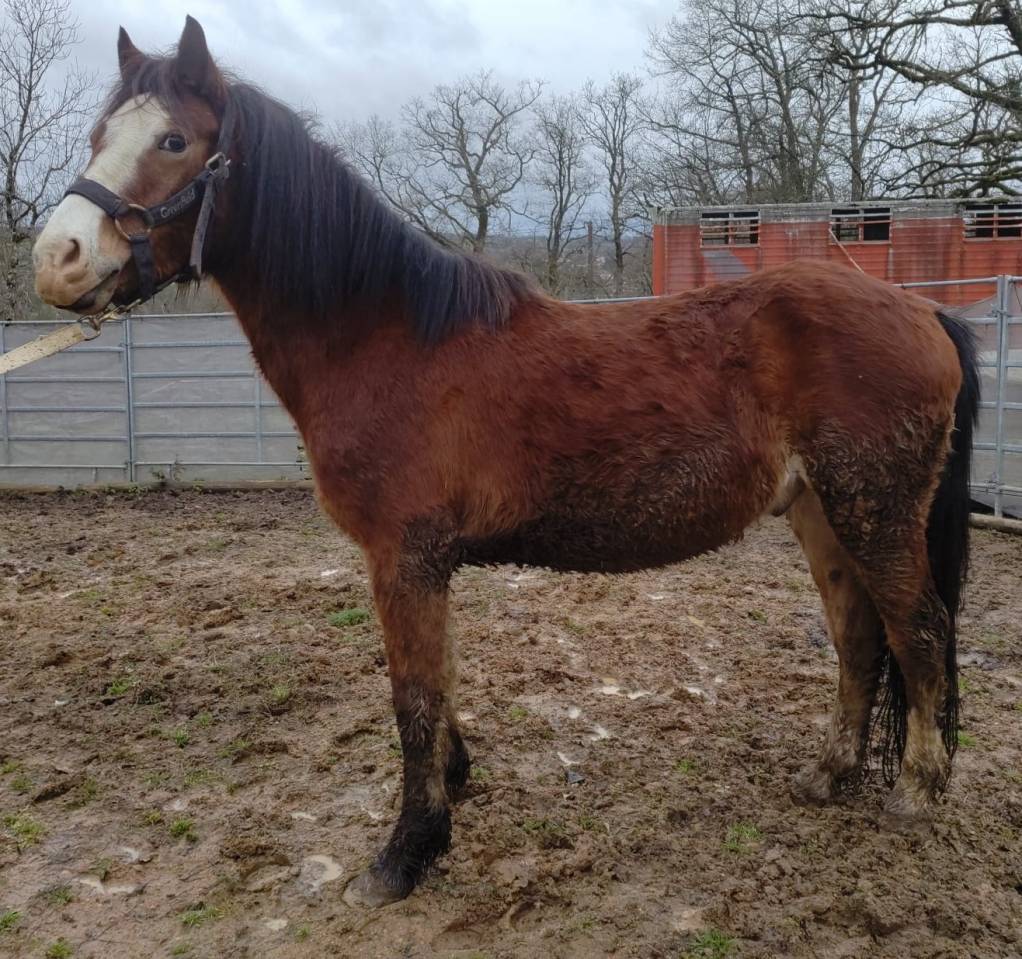 Gelding Origin Recorded For sale 2022 Bay