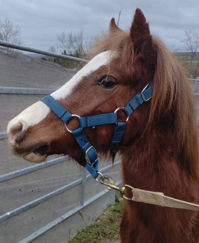 Mare French Saddle Pony For sale 2022 Red roan