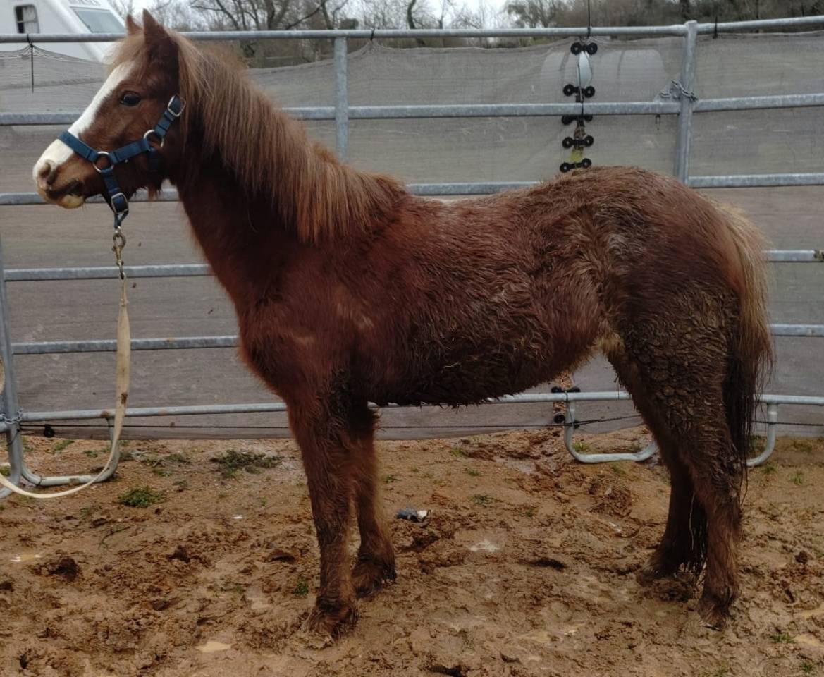 Mare French Saddle Pony For sale 2022 Red roan