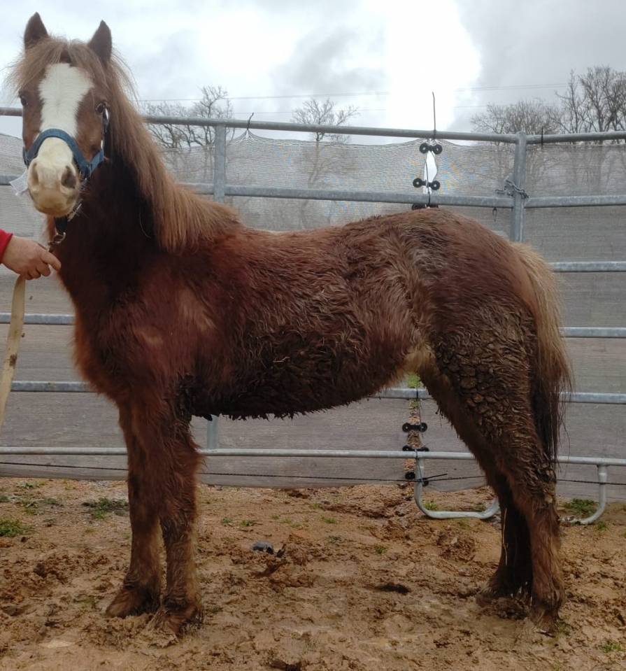 Mare French Saddle Pony For sale 2022 Red roan