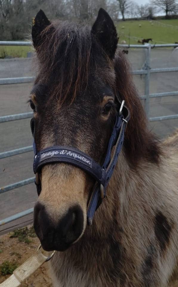 Mare French Saddle Pony For sale 2022 Buckskin