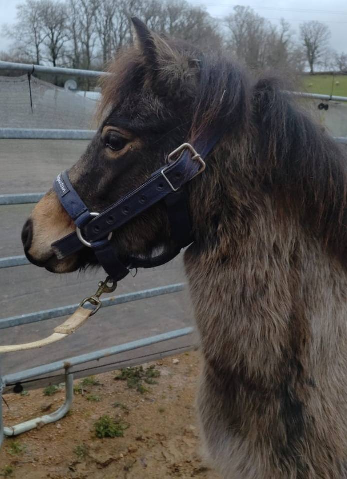 Mare French Saddle Pony For sale 2022 Buckskin