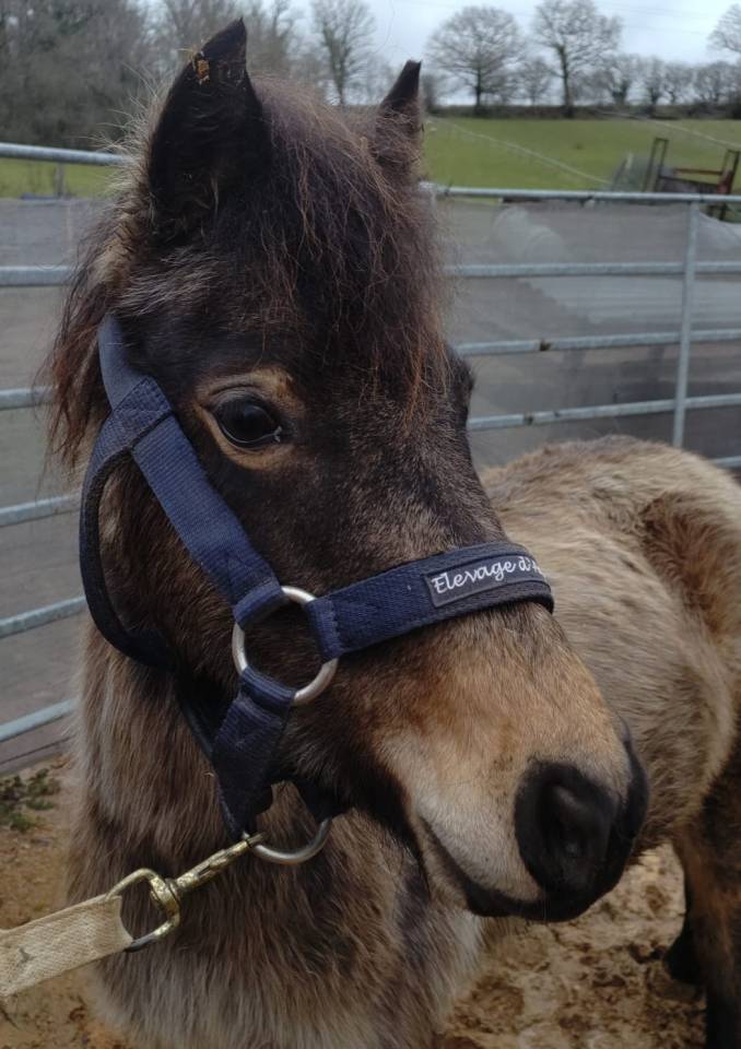 Mare French Saddle Pony For sale 2022 Buckskin