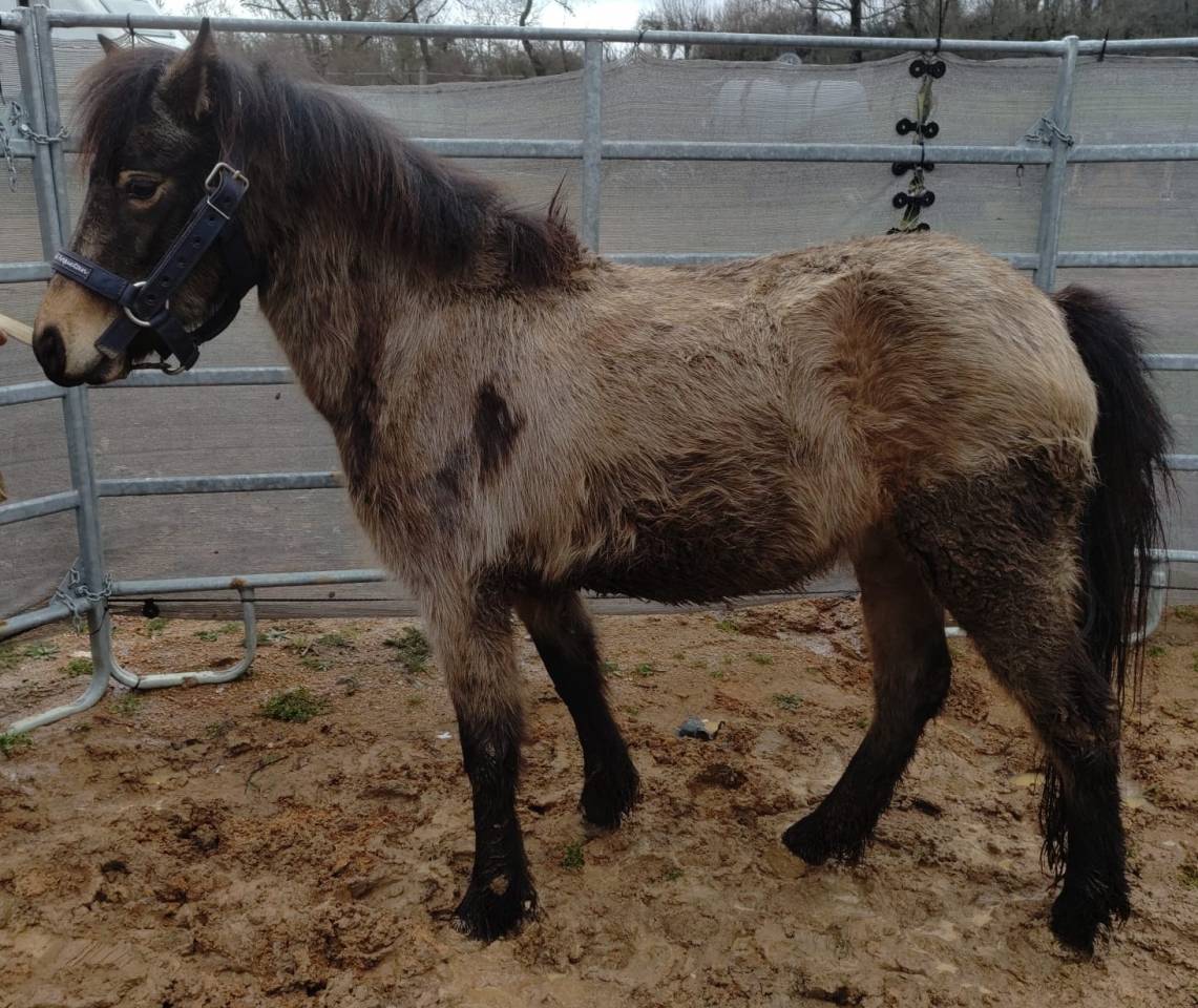 Mare French Saddle Pony For sale 2022 Buckskin