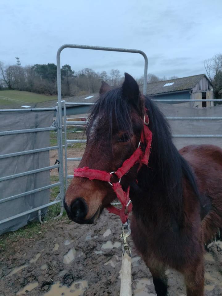 Gelding French Saddle Pony For sale 2022 Bay