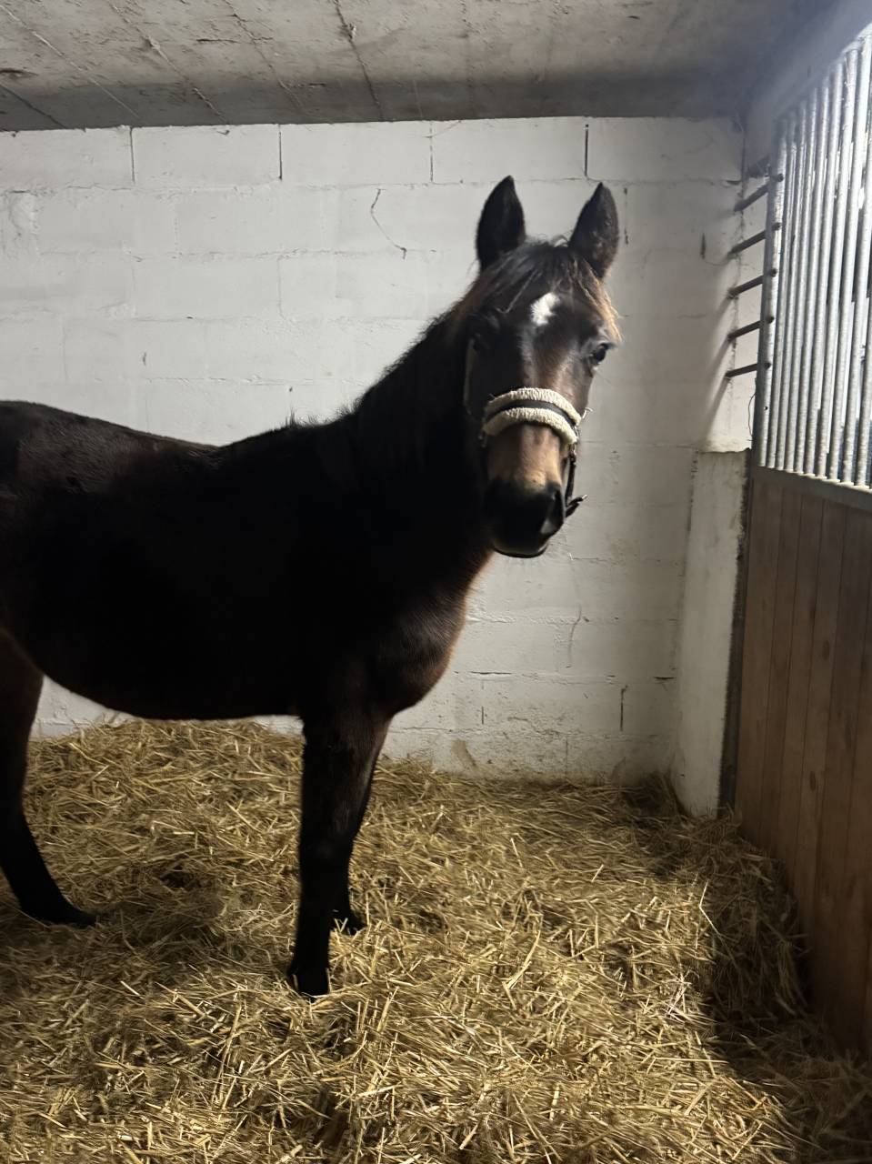 Filly French Saddle Pony For sale 2025 Bay