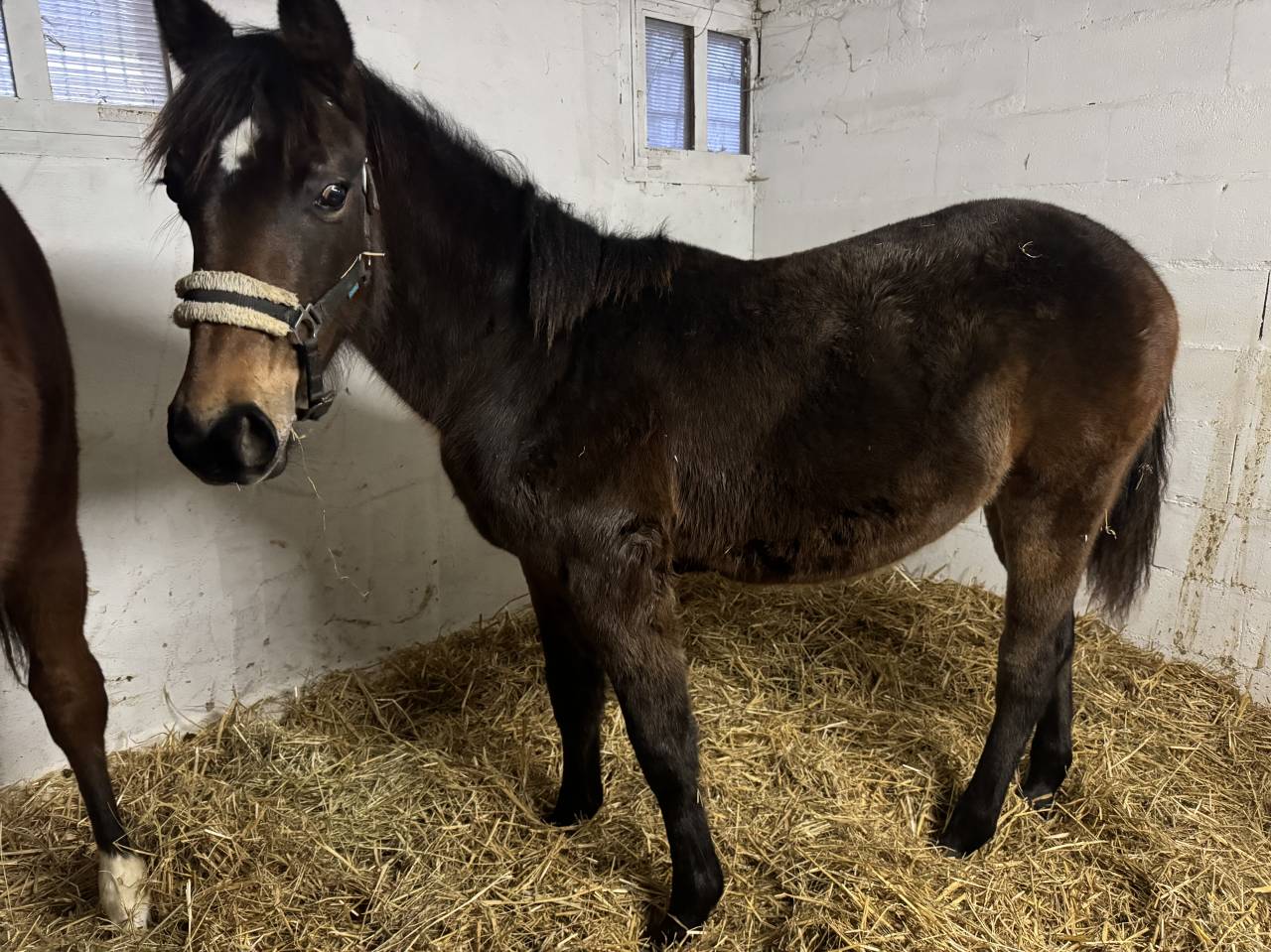 Filly French Saddle Pony For sale 2025 Bay