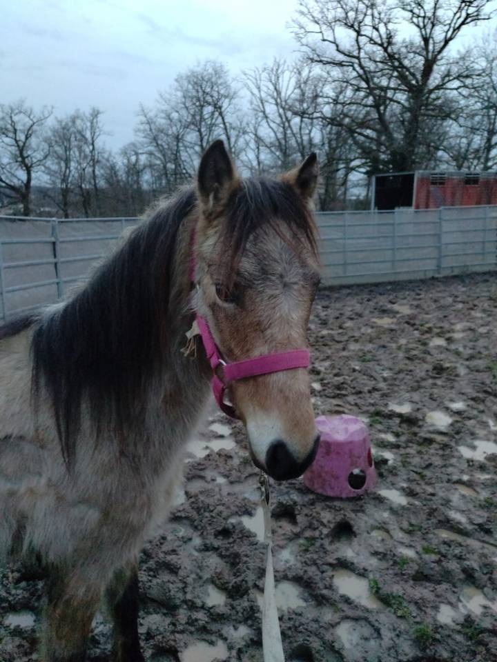 Gelding New Forest For sale 2022 Buckskin