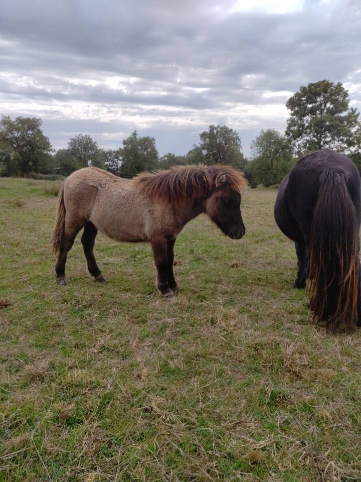 Colt Origin Recorded For sale 2025 Grullo