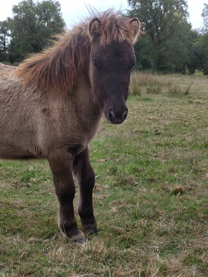 Colt Origin Recorded For sale 2025 Grullo