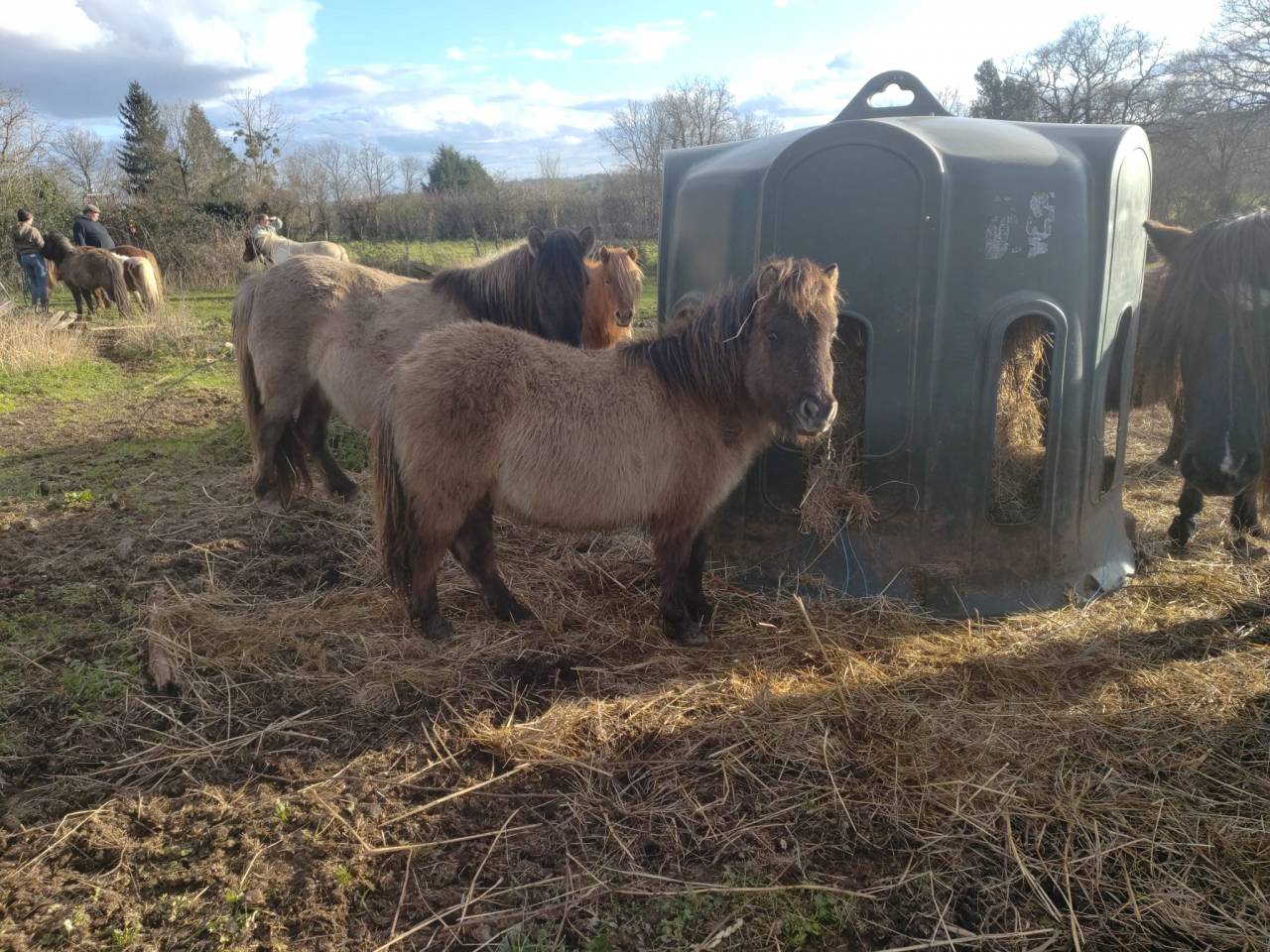 Colt Origin Recorded For sale 2025 Grullo