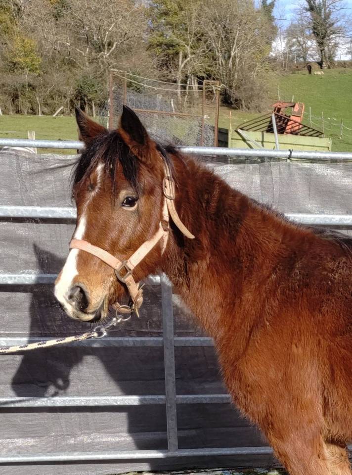 Mare New Forest For sale 2022 Bay