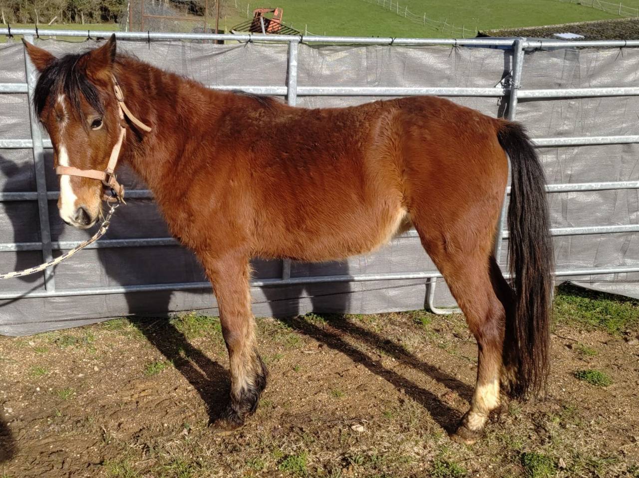 Mare New Forest For sale 2022 Bay