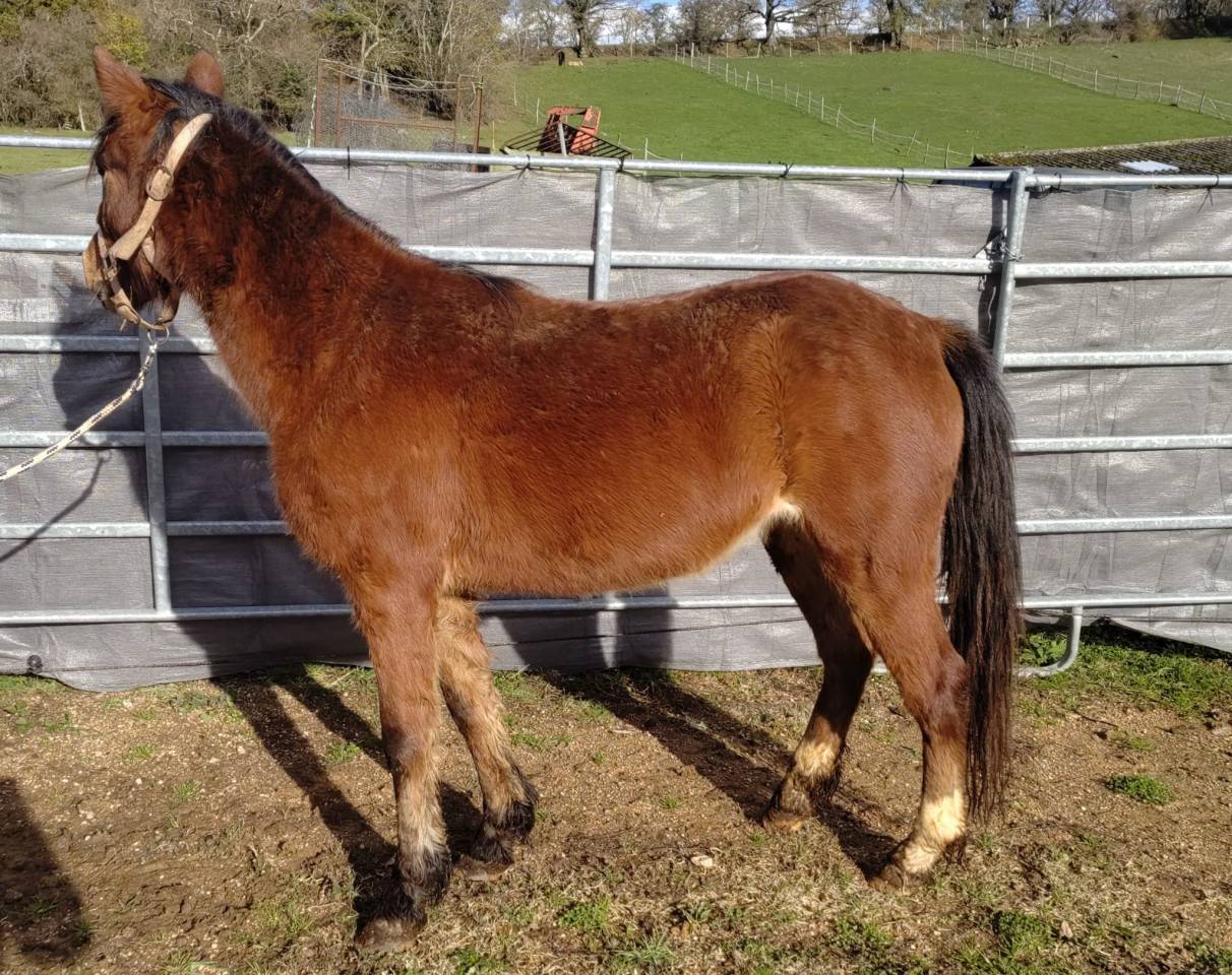 Mare New Forest For sale 2022 Bay