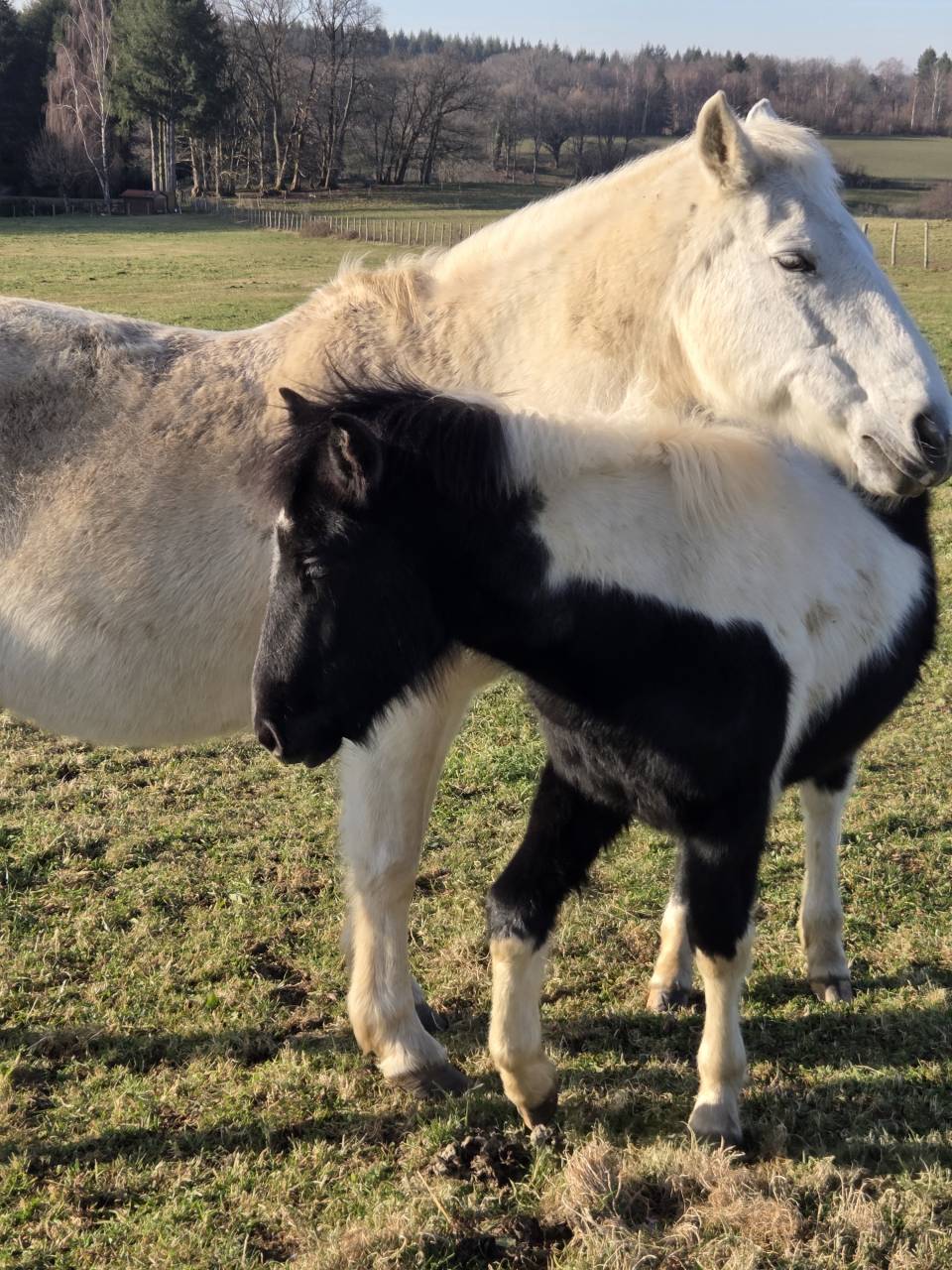 Colt Origin Recorded For sale 2025 Coloured