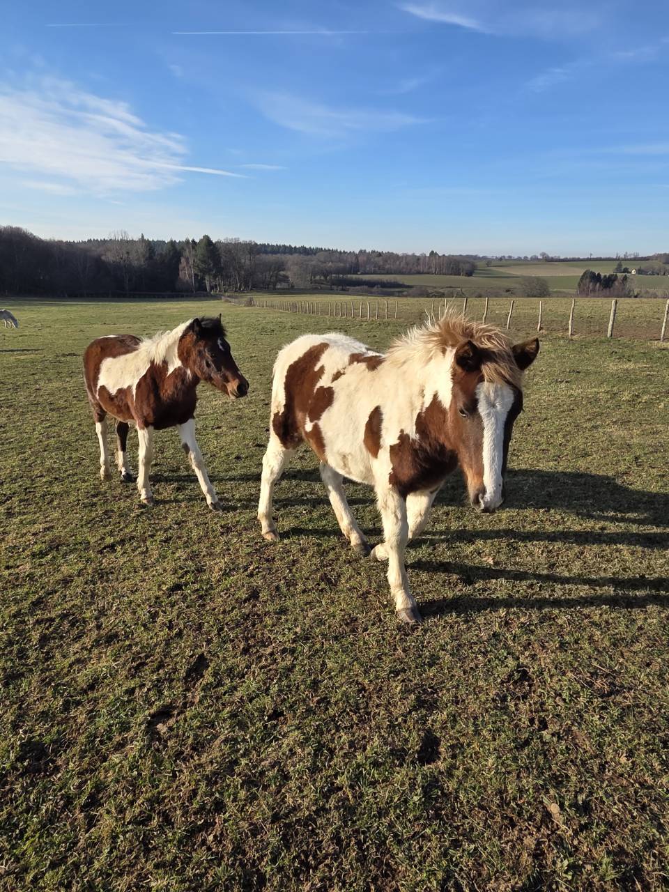 Colt Origin Recorded For sale 2025 Coloured