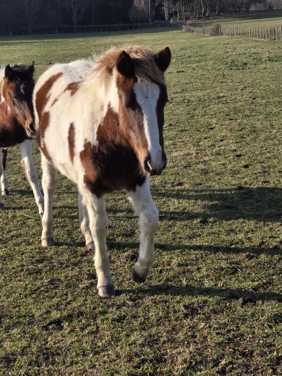 Colt Origin Recorded For sale 2025 Coloured