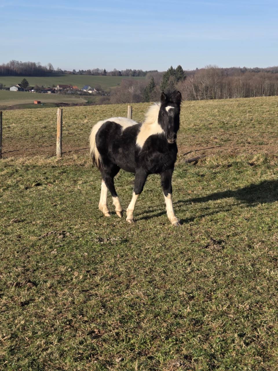 Colt Origin Recorded For sale 2025 Coloured