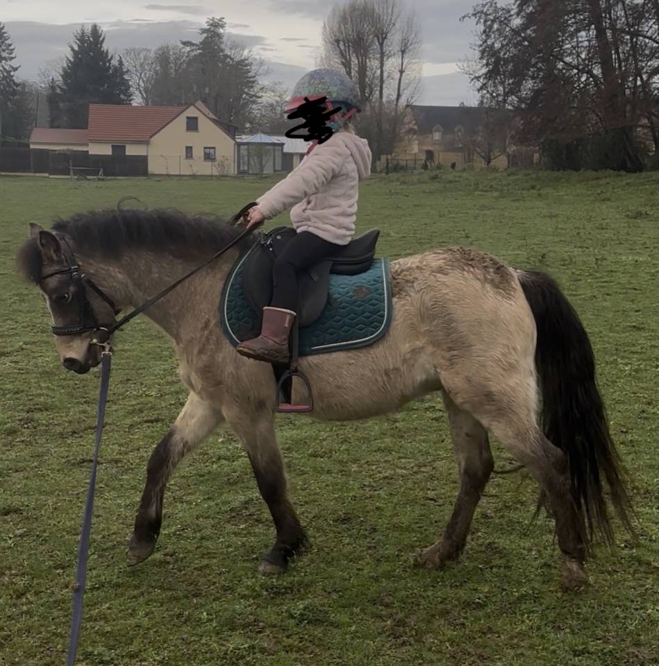 Gelding Welsh Part Bred For sale 2022 Buckskin