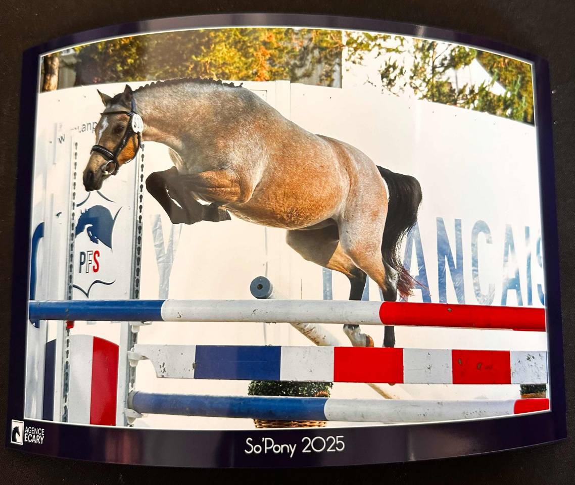 Gelding Welsh Part Bred For sale 2022 Buckskin