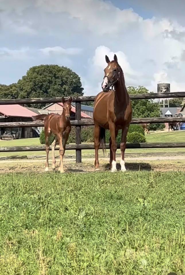 Filly Selle Fran&ccedil;ais For sale 2025 Chesnut