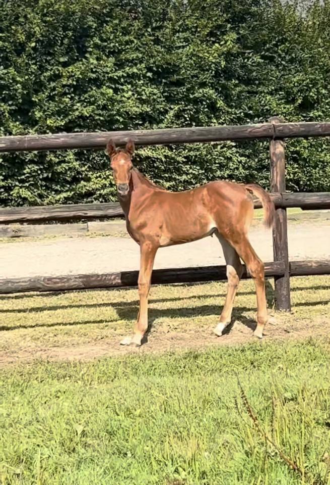 Filly Selle Fran&ccedil;ais For sale 2025 Chesnut