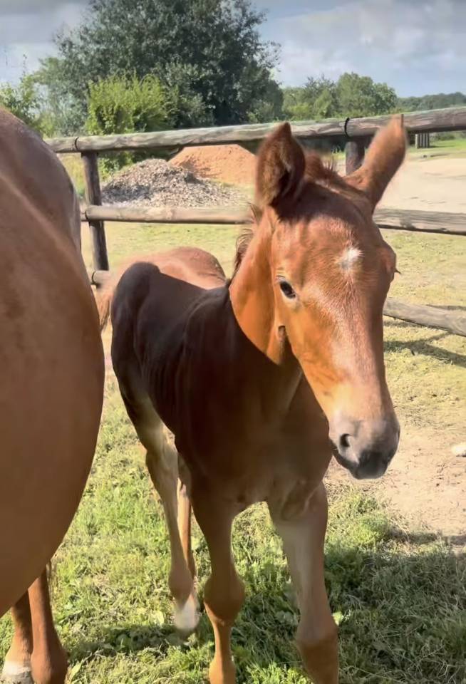 Filly Selle Fran&ccedil;ais For sale 2025 Chesnut