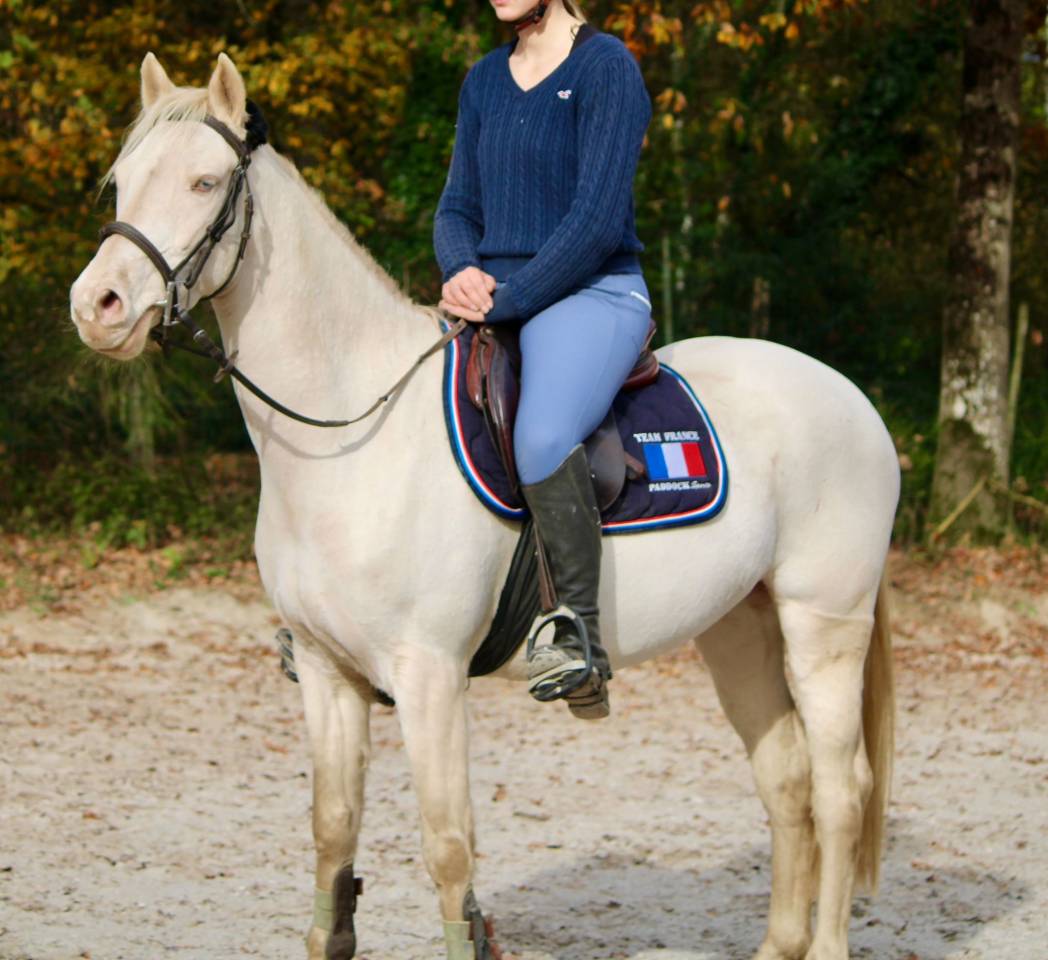 Mare French Saddle Pony For sale 2021 Cream