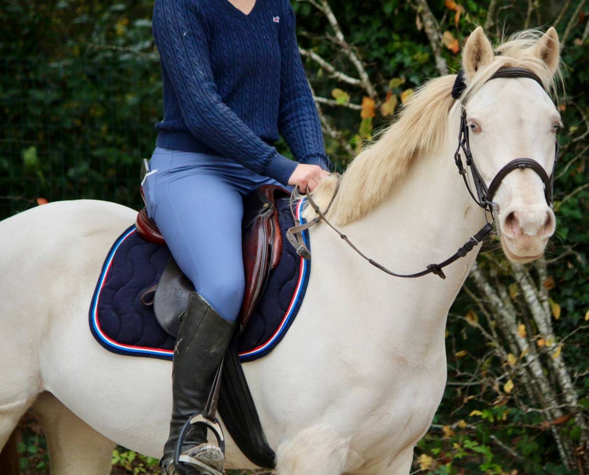 Mare French Saddle Pony For sale 2021 Cream