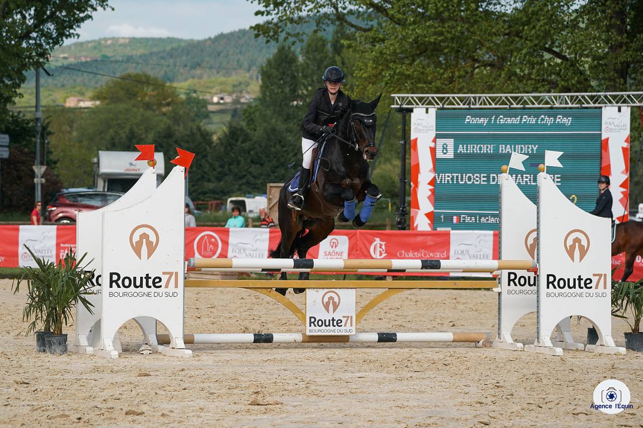 Entire Connemara For sale 2009 Dark Bay