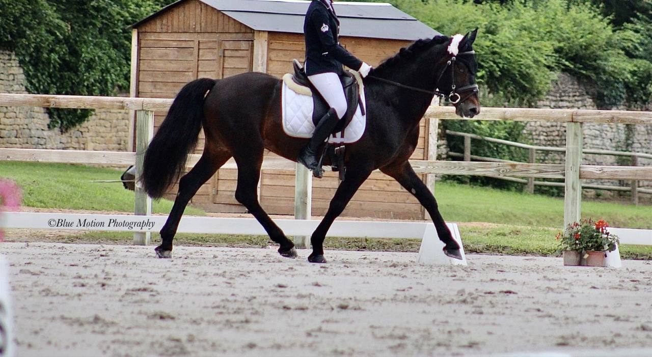 Entire Connemara For sale 2009 Dark Bay