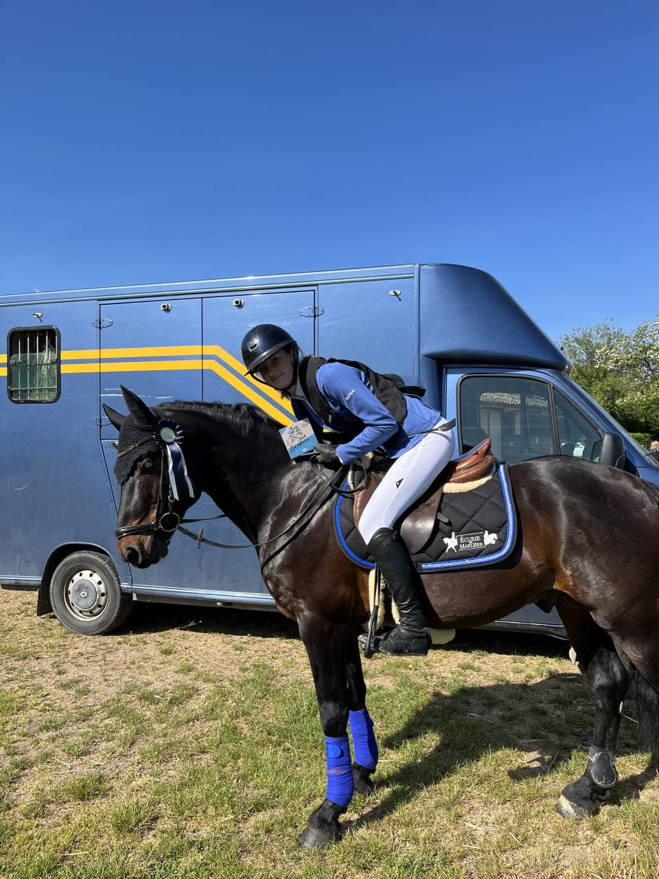 Entire Connemara For sale 2009 Dark Bay