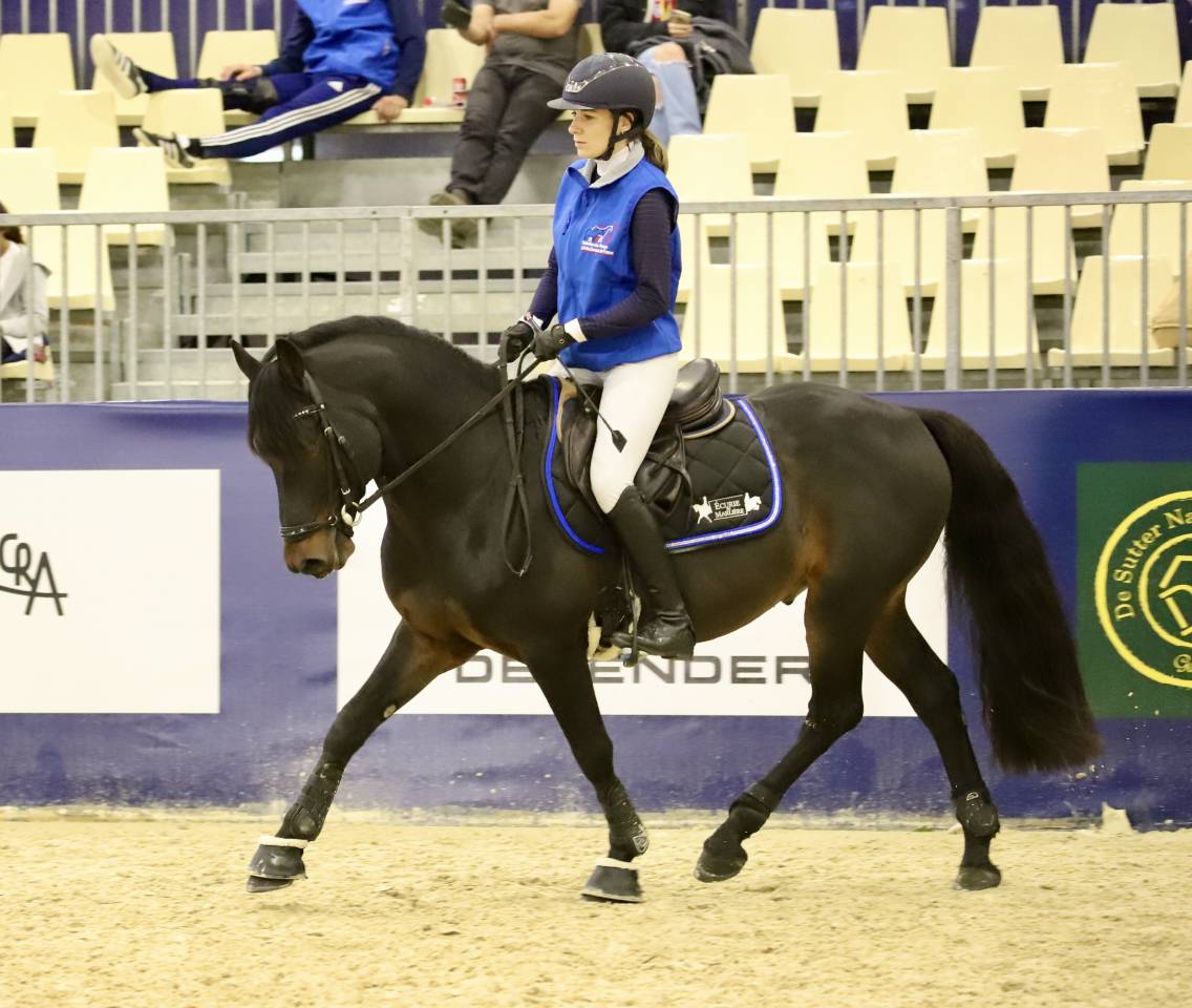 Entire Connemara For sale 2009 Dark Bay