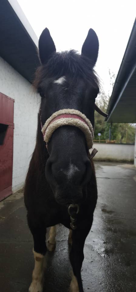 Gelding Pottok  For sale 2018 Coloured