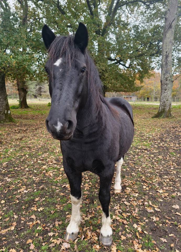 Gelding Pottok  For sale 2018 Coloured