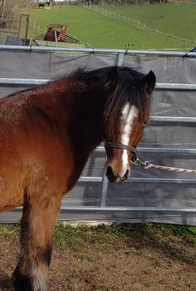 Broodmare Dartmoor For sale 2013 Bay