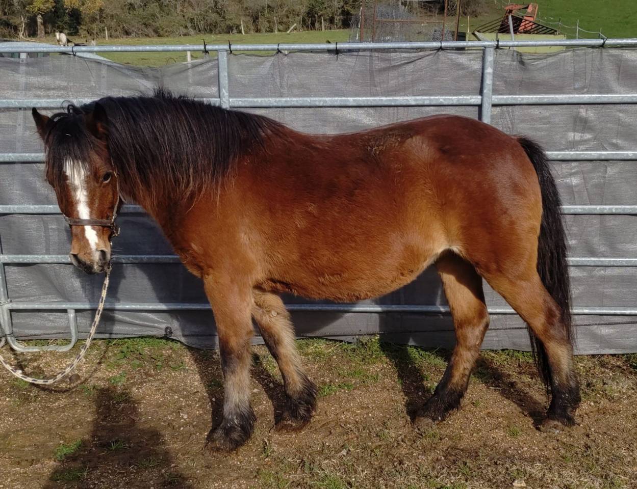 Broodmare Dartmoor For sale 2013 Bay