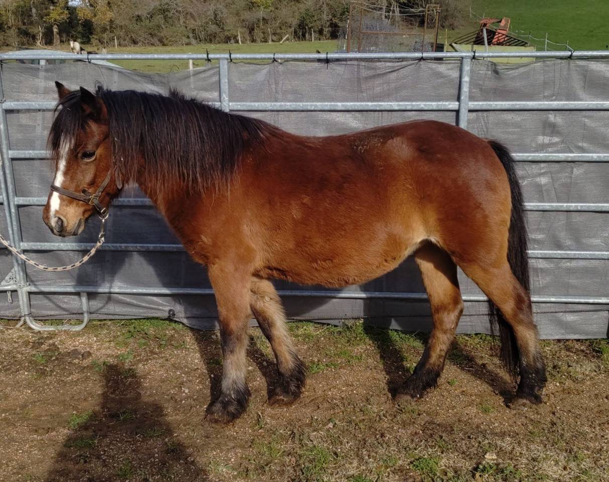 Broodmare Dartmoor For sale 2013 Bay