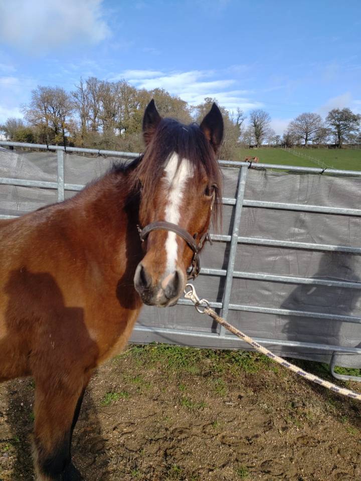 Broodmare Dartmoor For sale 2013 Bay