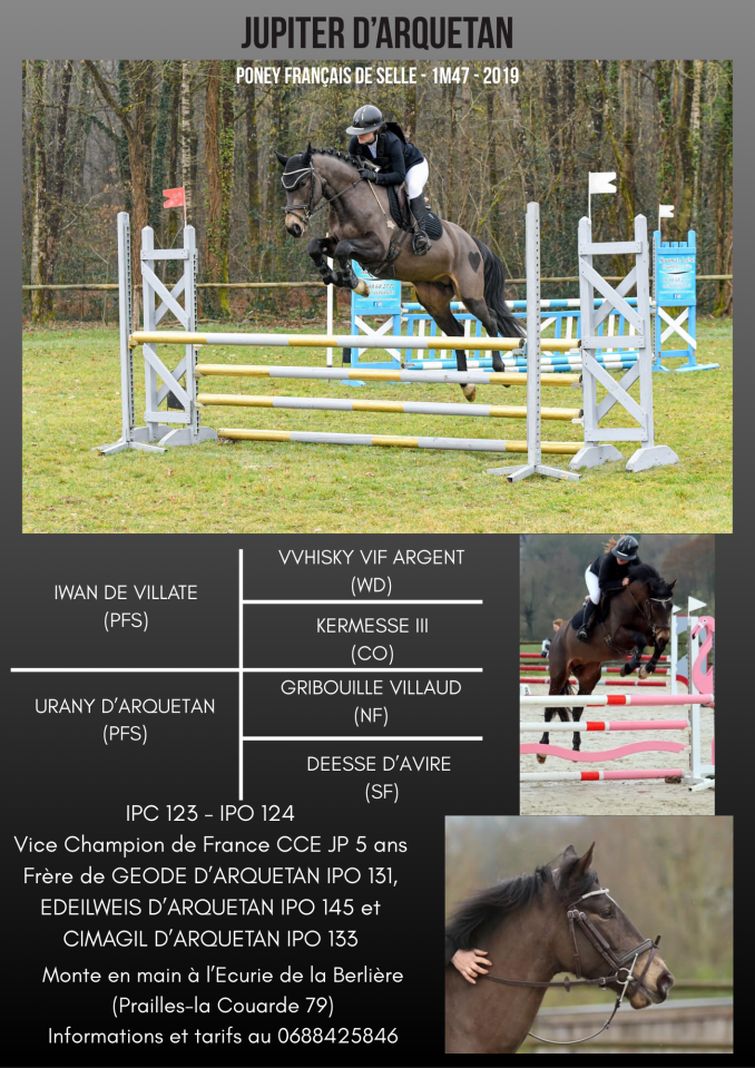 Jupiter d'Arquetan - French Saddle Pony 2019 by IWAN DE VILLATE