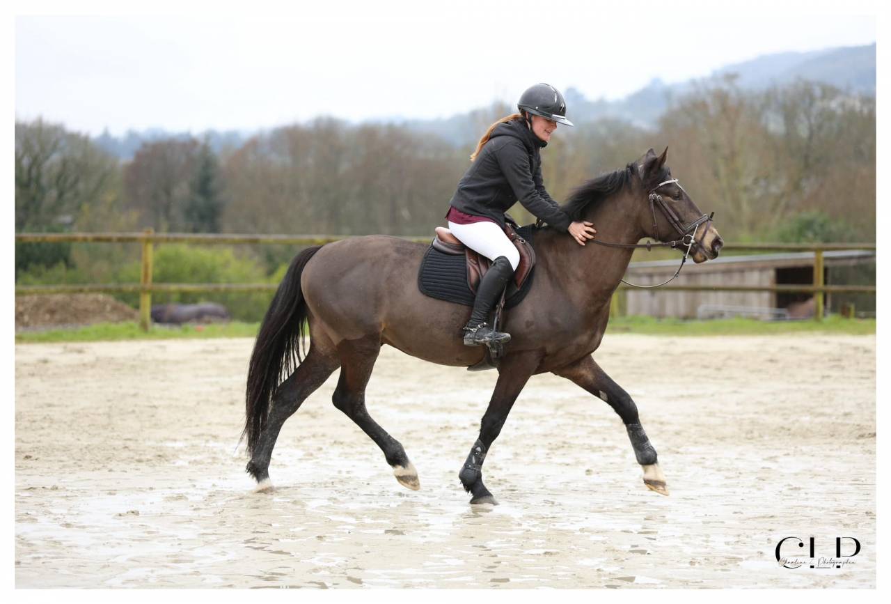 Jupiter d'Arquetan - French Saddle Pony 2019 by IWAN DE VILLATE