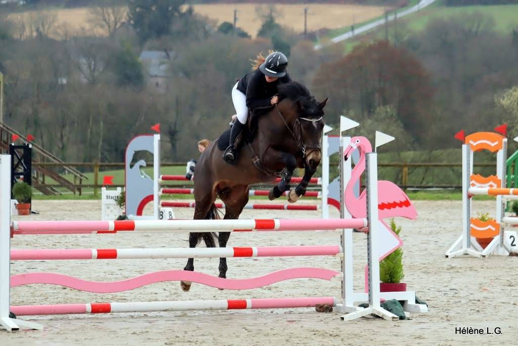 Jupiter d'Arquetan - French Saddle Pony 2019 by IWAN DE VILLATE