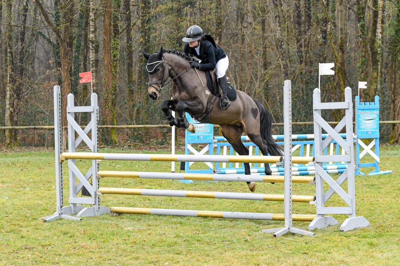 Jupiter d'Arquetan - French Saddle Pony 2019 by IWAN DE VILLATE