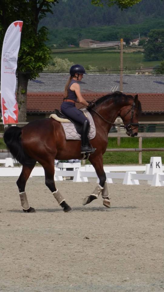 Mare KWPN Dutch Warmblood For sale 2016 Bay