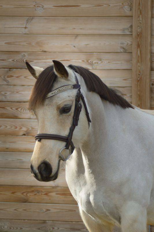 Mare Welsh Part Bred For sale 2020 Buckskin