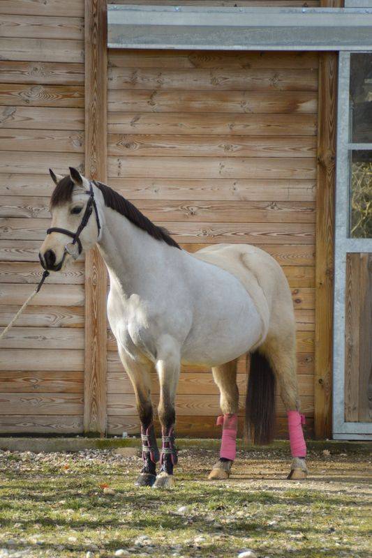 Mare Welsh Part Bred For sale 2020 Buckskin