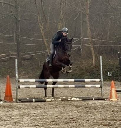 Mare Westphalian  For sale 2019 Black