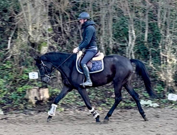 Mare Westphalian  For sale 2019 Black