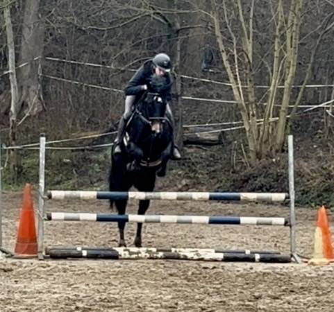 Mare KWPN Dutch Warmblood For sale 2015 Dark Bay