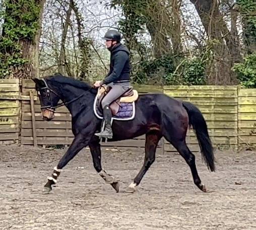 Mare KWPN Dutch Warmblood For sale 2015 Dark Bay